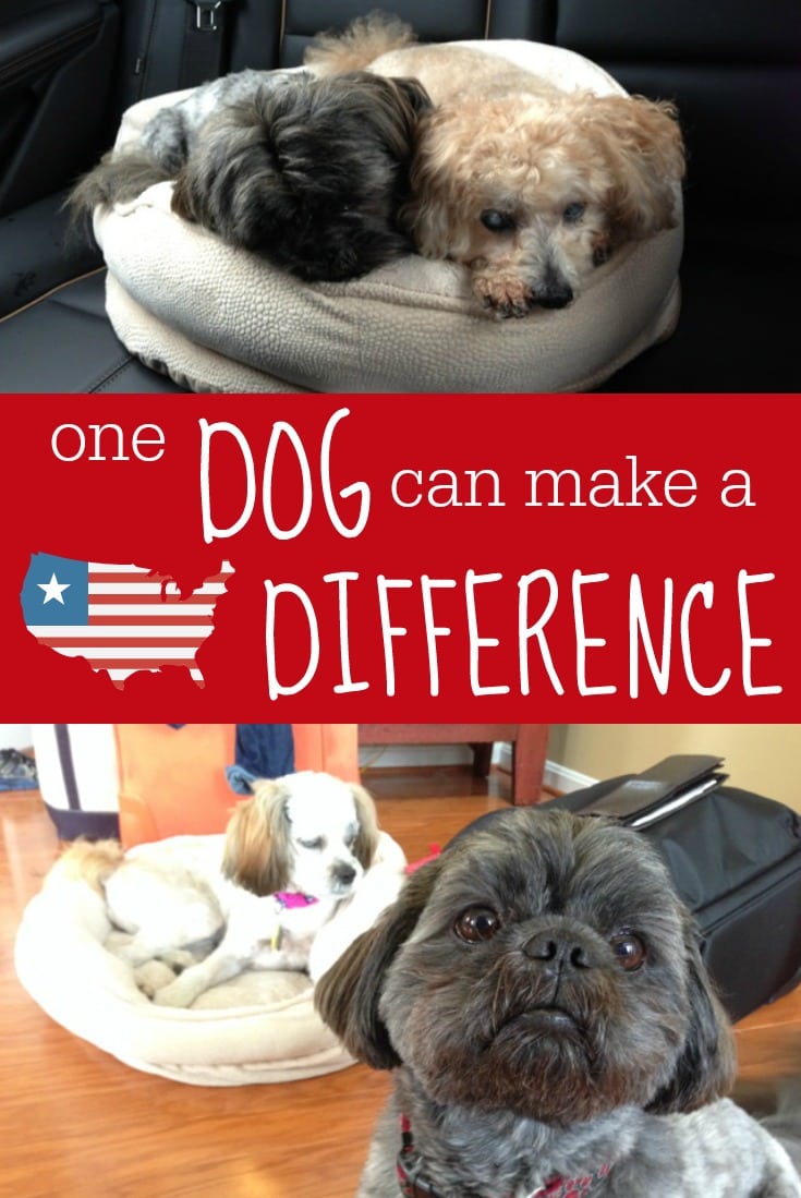 one-dog-can-make-a-difference