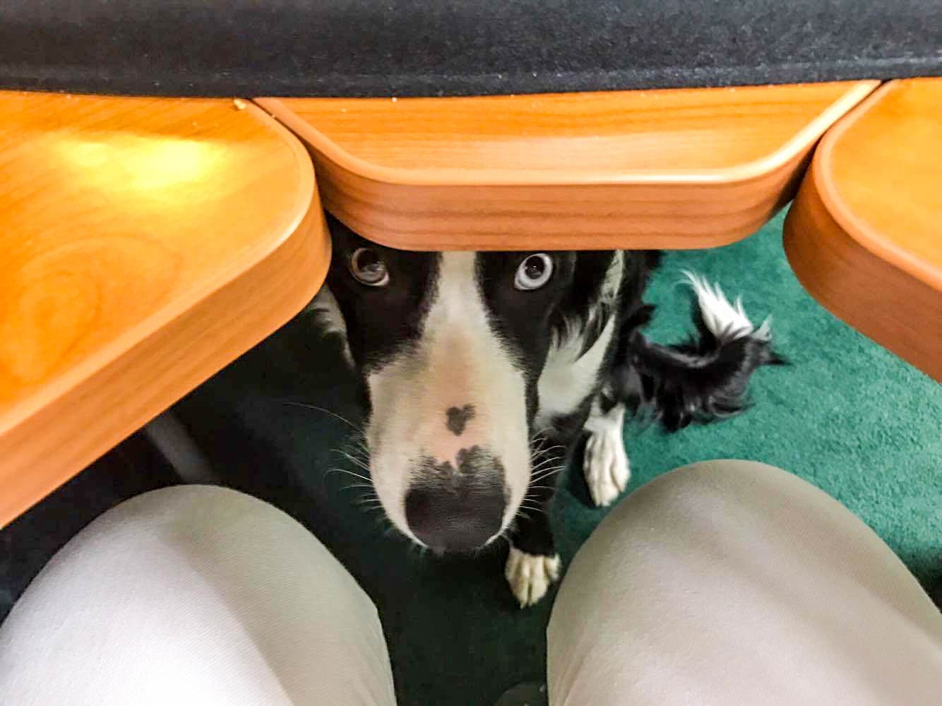 Pets at Work - National Take Your Dog to Work Day