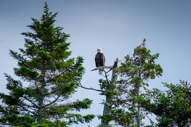 Bald-eagle-in-Bay-of-Fundy