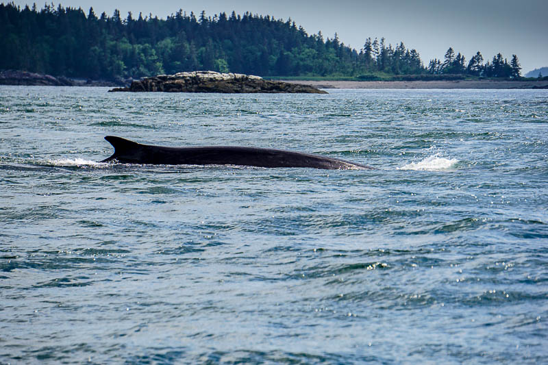 Finback-whale-in-Bay-of-Fundy