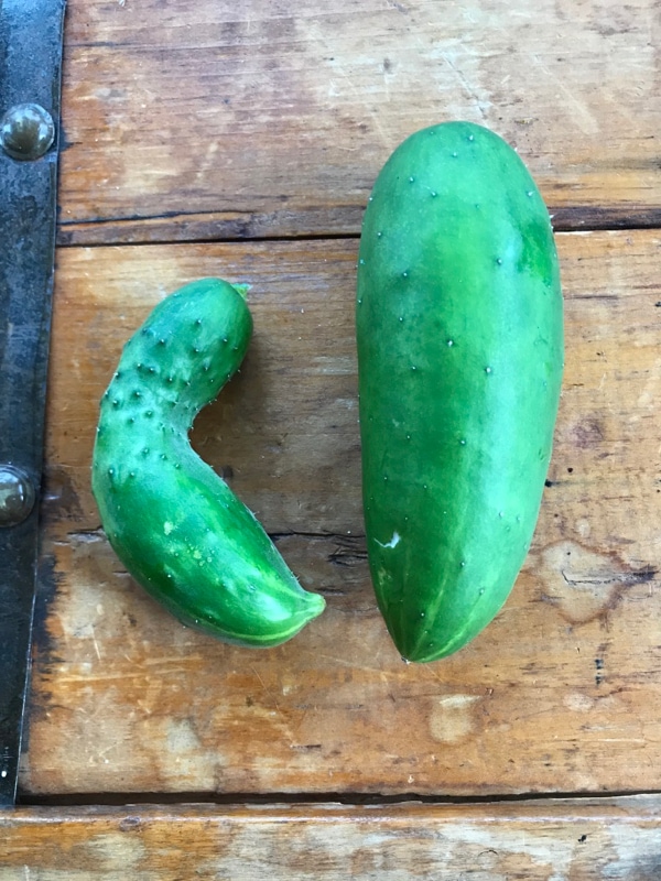 First harvest of cucumbers