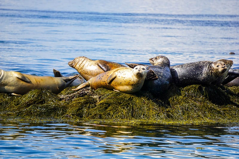Seals-in-Bay-of-Fundy