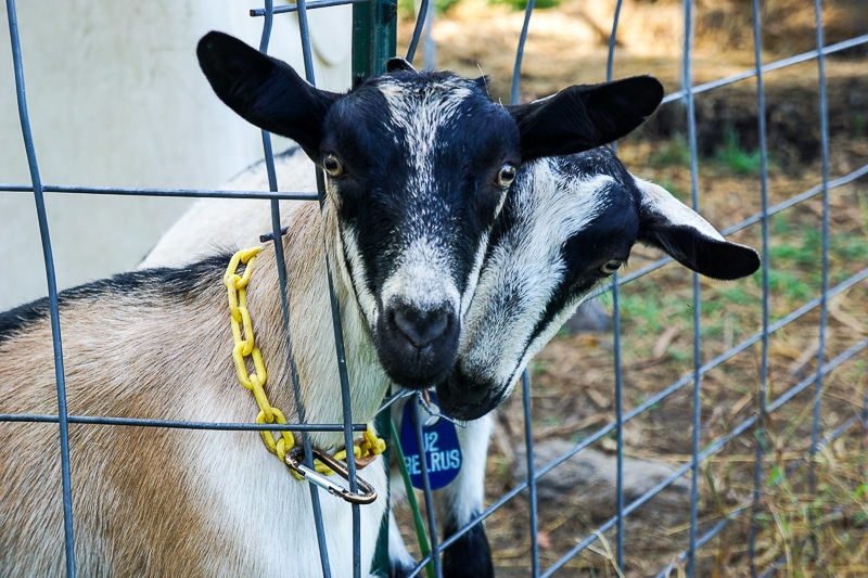 Caprine Delight Goat Farm - goats