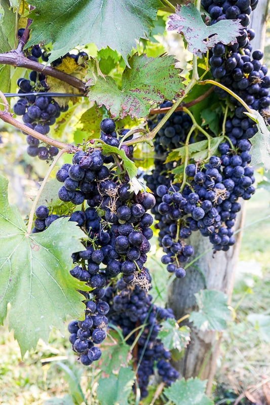 Halbrendt Winery grapes