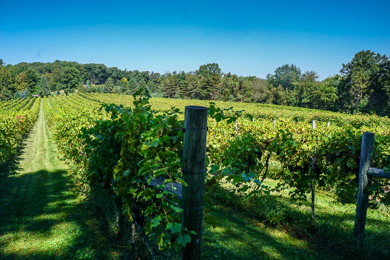 Halbrendt Winery vineyard