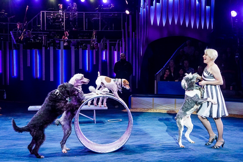 Rescue dogs at Big Apple Circus