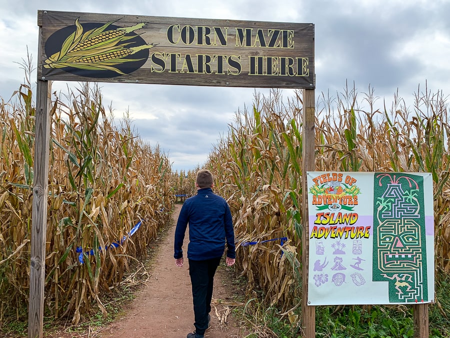 Entering the corn maze