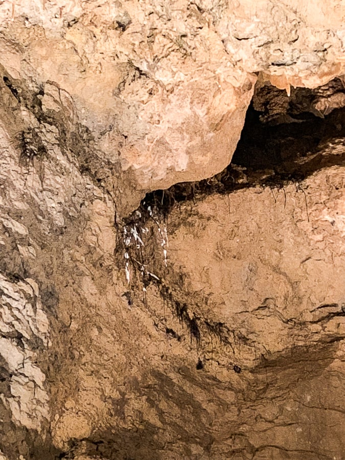 Tree roots have reached all the way to the cavern ceiling from the ground surface.