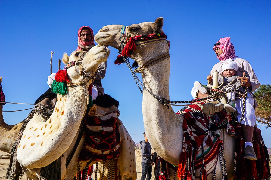 Camels at a Bedouin camp