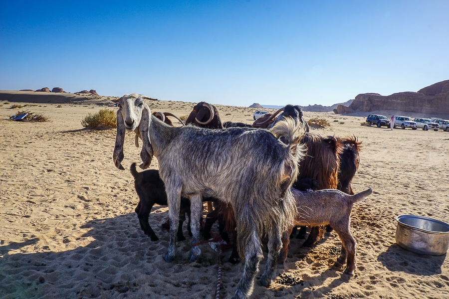 Baby goats at the Bedouin camp