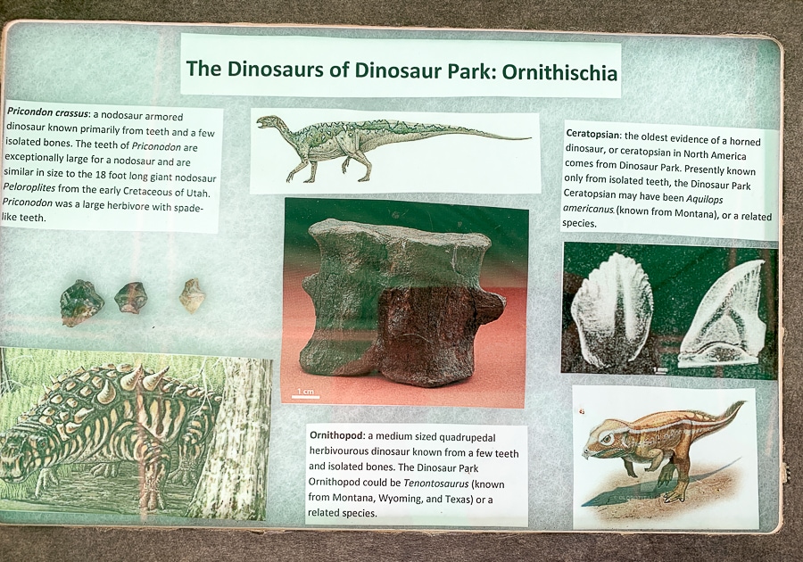 Dinosaur Park fossils