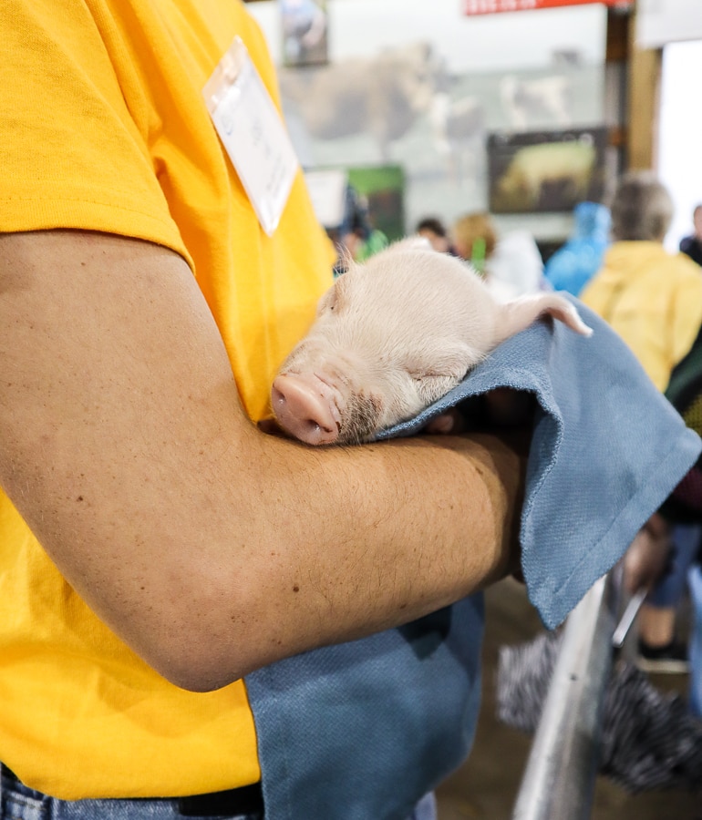 Baby pig at Minnesota State Fair