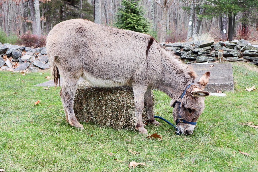 Donkey at Woodloch