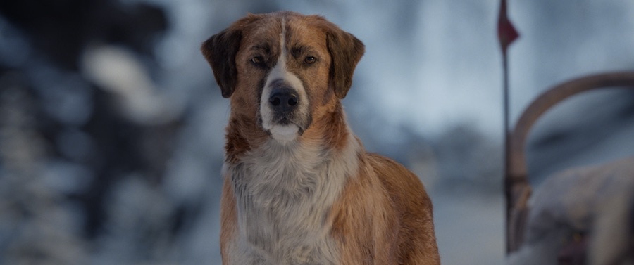 CGI rescue dog names Buckley