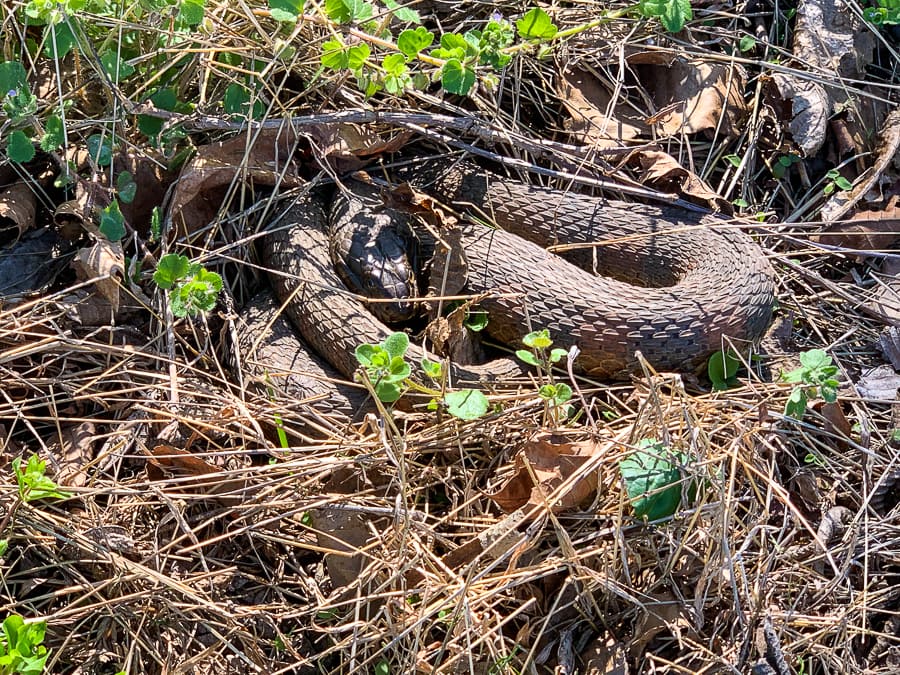 Common water snake near Owens Creek
