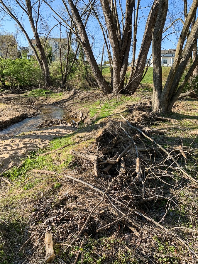 Remnants of a beaver dam
