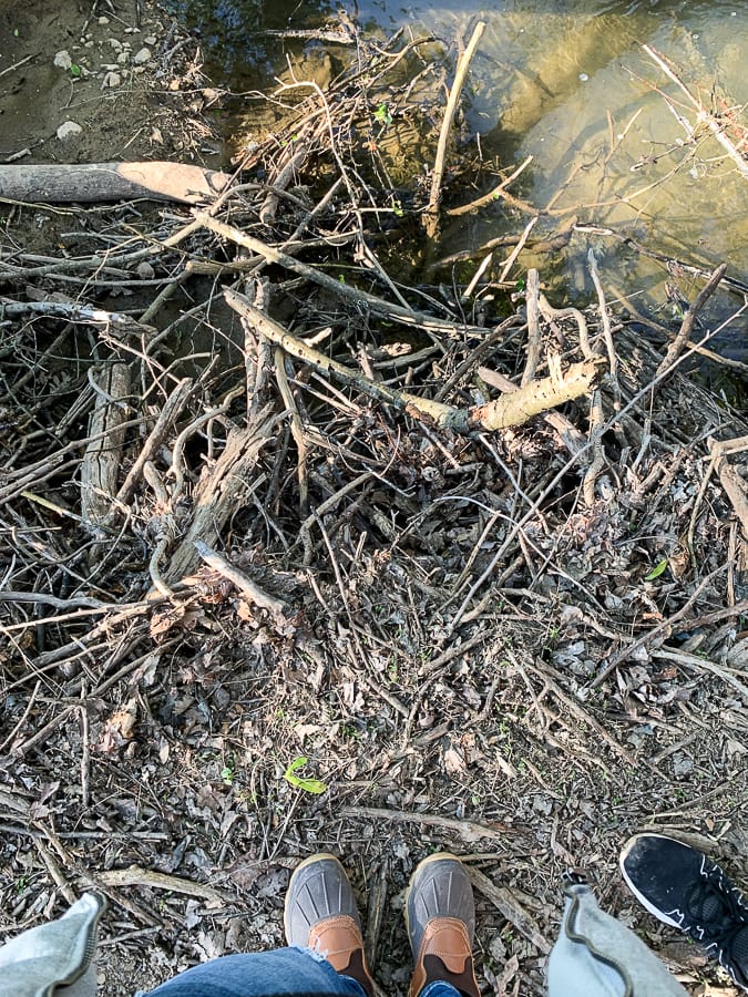 Standing on top of an old beaver dam