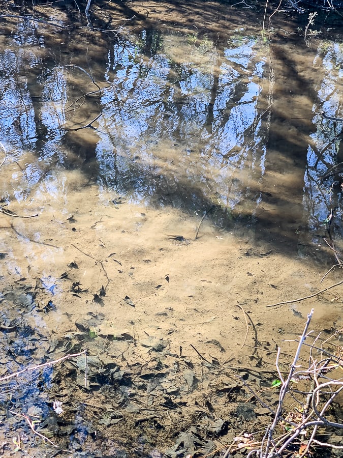 Tadpoles in a creek