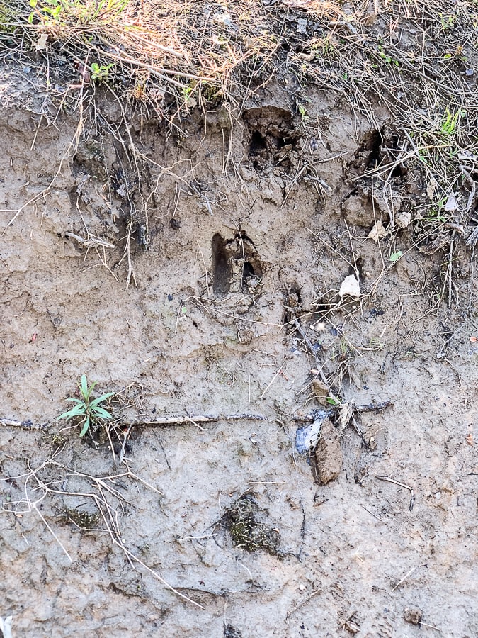 Deer tracks in the mud