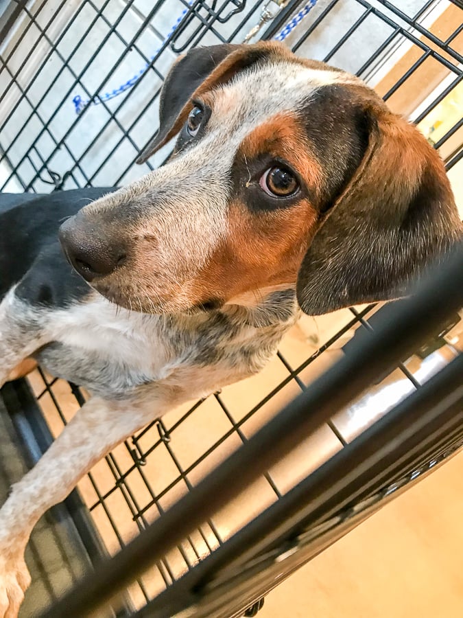 A beagle puppy waiting for adoption