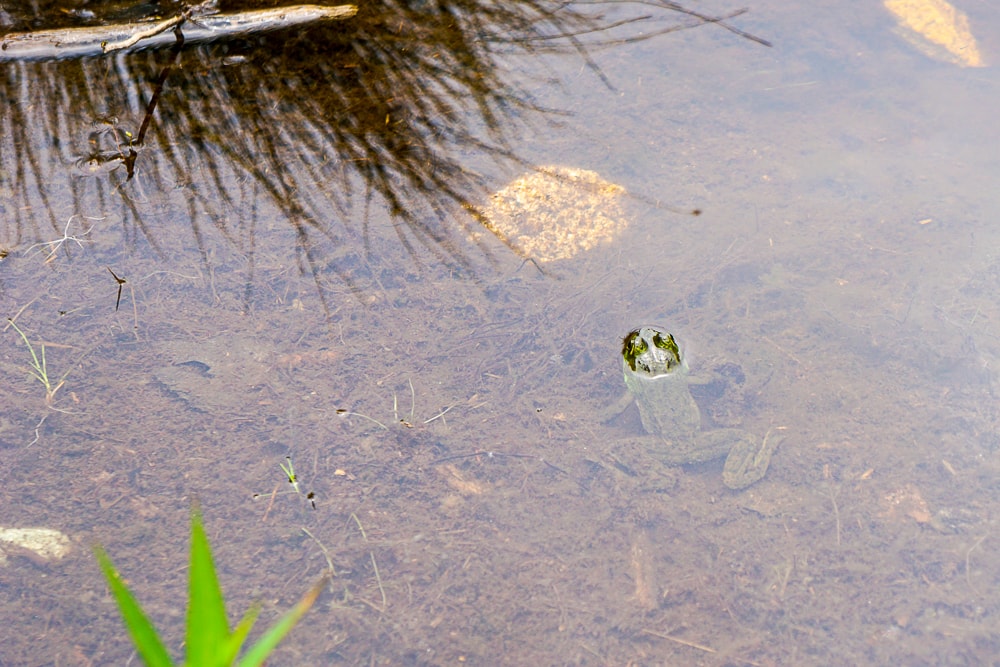 Frog in Jordan Pond
