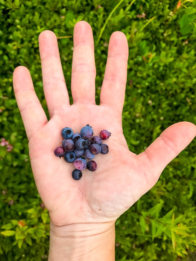 Freshly picked wild Maine blueberries