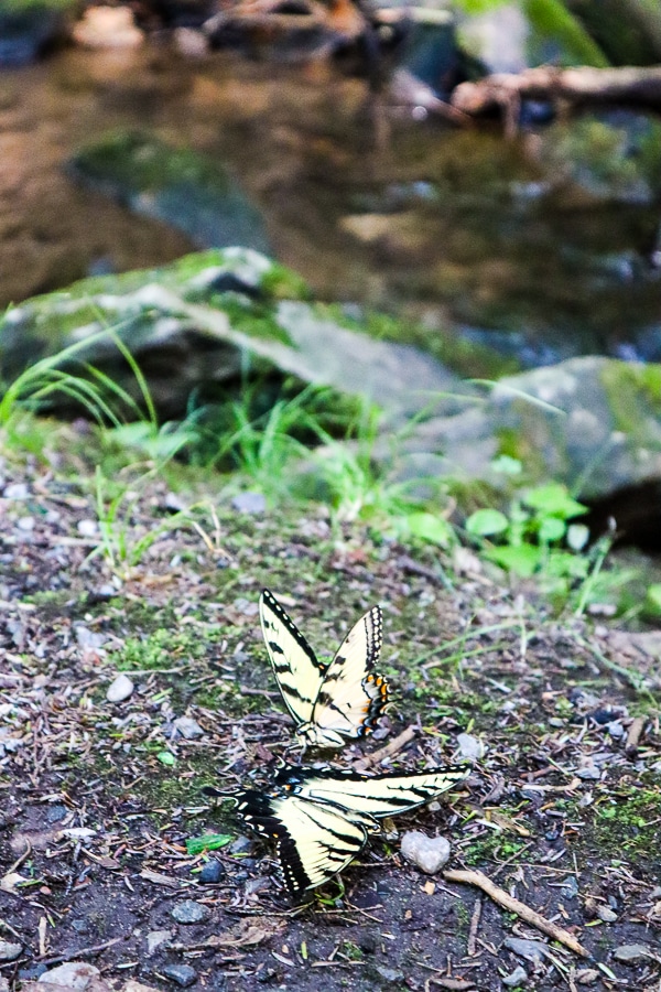 Butterflies at Frederick Watershed