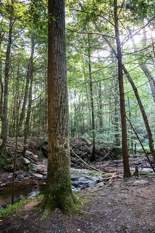 Woods at Frederick Watershed