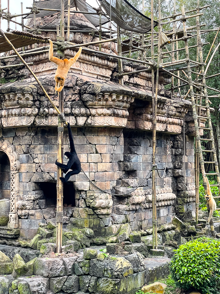 Monkey at Animal Kingdom