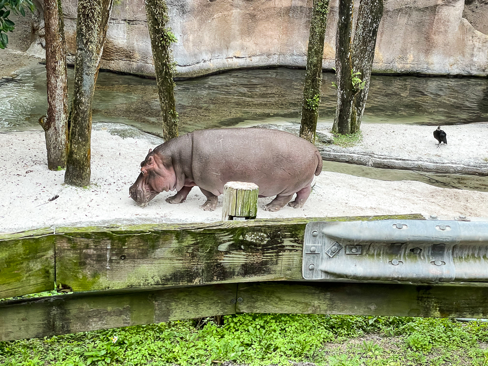 Hippo at Animal Kingdom
