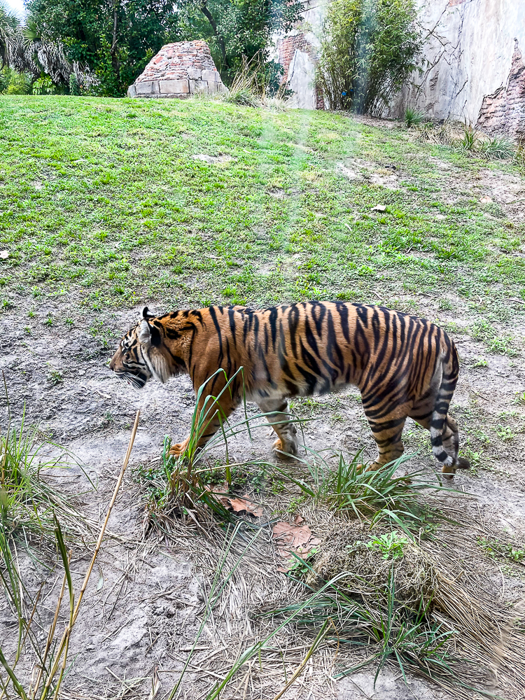 Tiger at Animal Kingdom