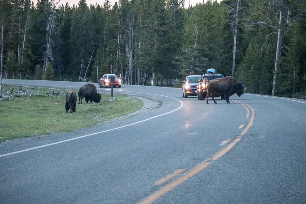 Bison crossing the road at Yellowstone