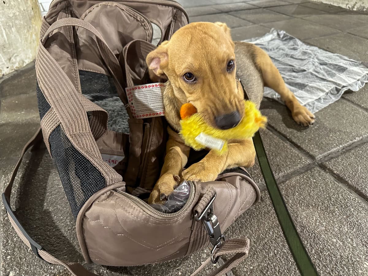 How to Help Stray Dogs in Puerto Rico