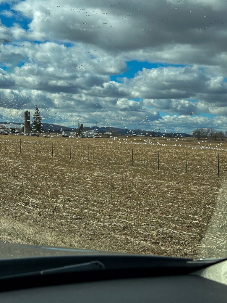 Snow geese in a field