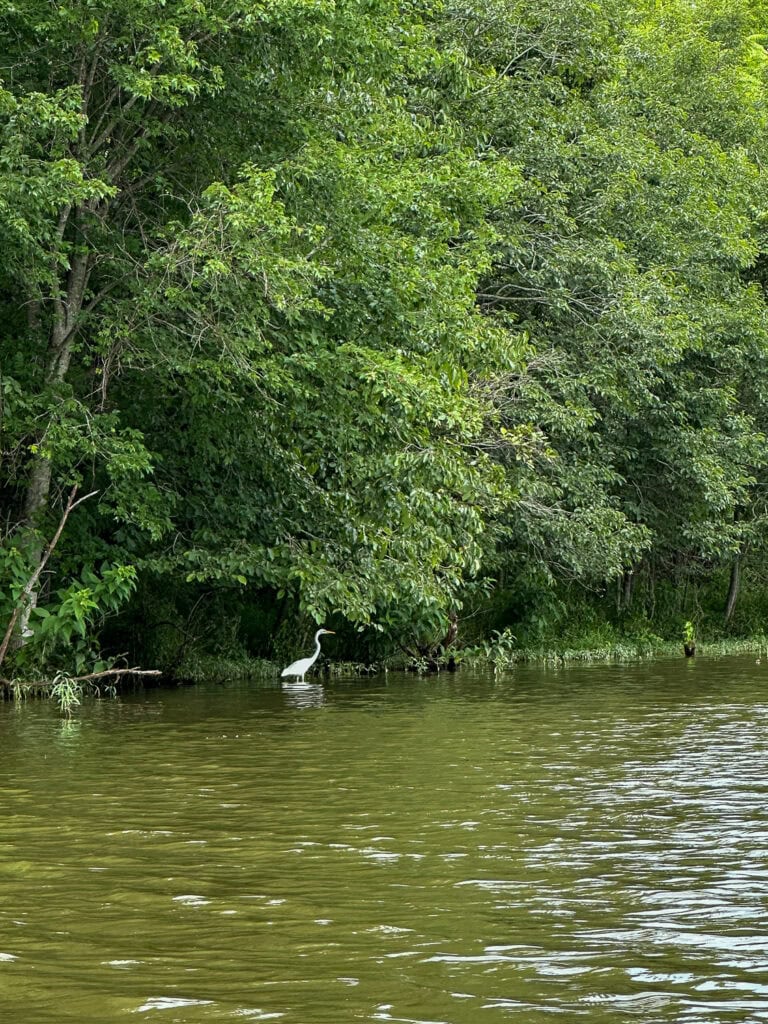 Lake Culpeper kayaking