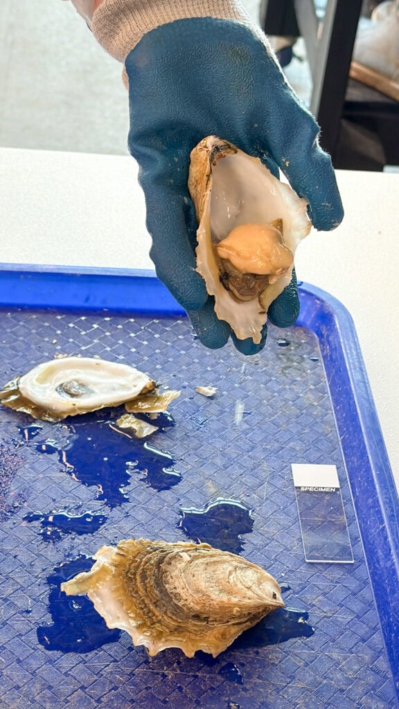Person harvesting oyster from shell with gloved hand in Gloucester, Virginia.