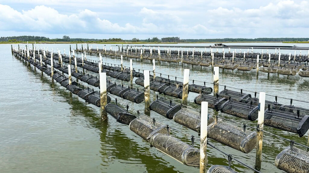 Oyster Farm in Gloucester, Virginia.
